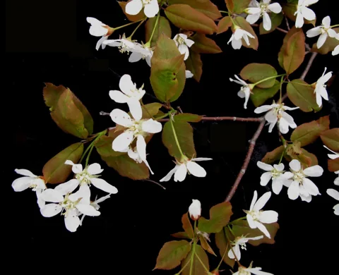 Flowers of Amelanchier bartramiana.