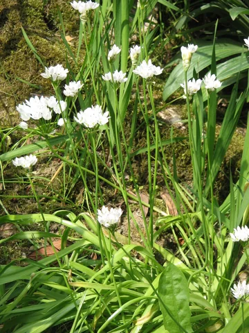 Allium neapolitanum in flower.