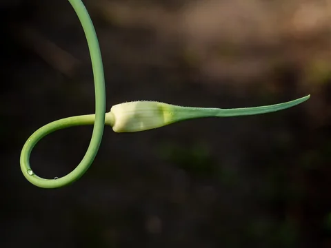 A curled flowering stem of Allium sativum with its unopened spathe.