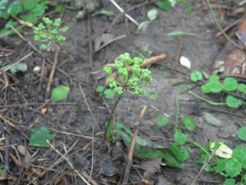 A fruiting Allium tricoccum plant.