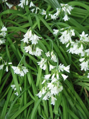 Allium triquetrum in flower.
