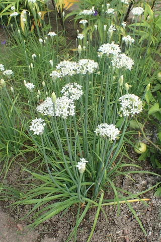 Allium tuberosum in flower.