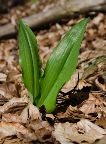Broad smooth Allium ursinum leaves emerging from brown woodland leaf litter.