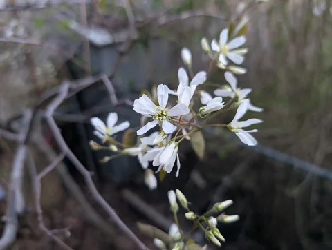 Flowers of Amelanchier canadensis.
