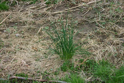 Allium vineale foliage growing in a grassy area.