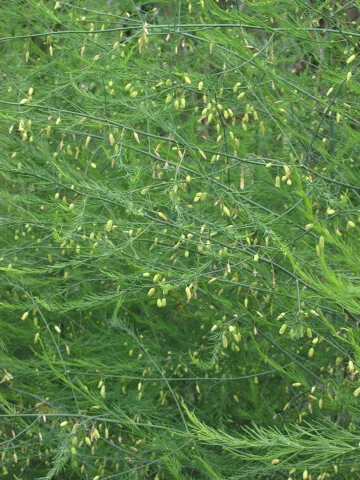 Asparagus officinalis in flower.