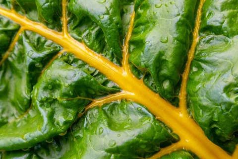 Leaves of Beta vulgaris subsp. cicla.