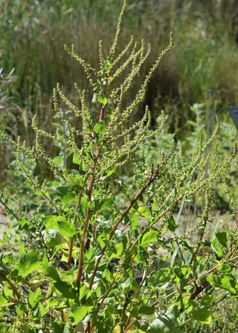 Beta vulgaris subsp. maritima in flower.