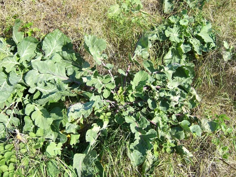 Naturalised Brassica oleracea growing on a coastal cliff.