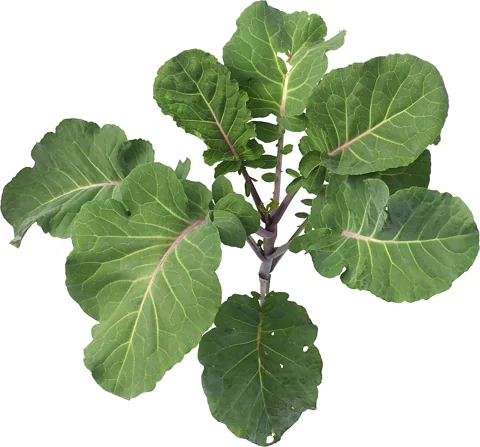 A young Brassica oleracea 'Taunton Deane' plant.