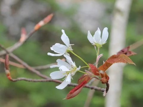 Flowers of Amelanchier laevis.