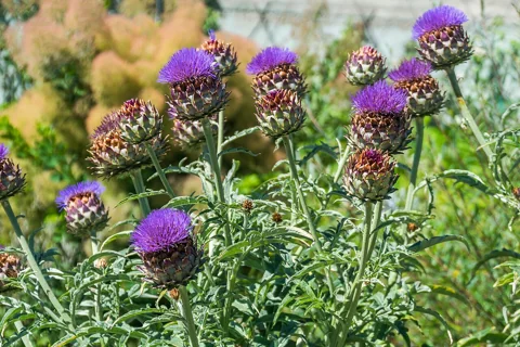 Cynara scolymus in flower.