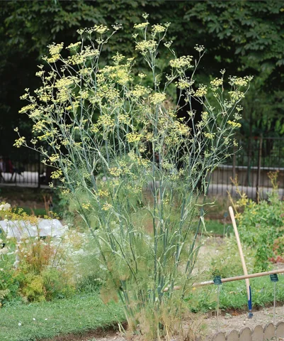 Foeniculum vulgare with tall branching stems, fine foliage and yellow flower clusters.