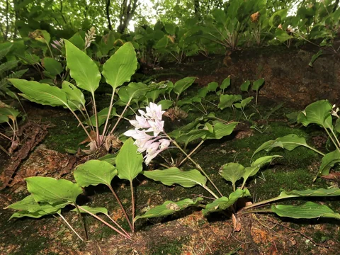 Hosta longipes in flower.