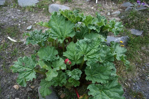 The growth habit of Rheum australe.
