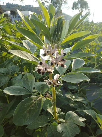 Vicia faba in flower.