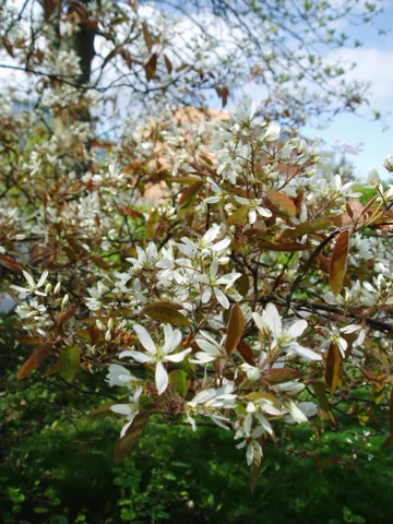 Amelanchier × lamarckii in flower.