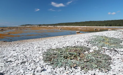 Mertensia maritima spreading across coastal shingle in the foreground.