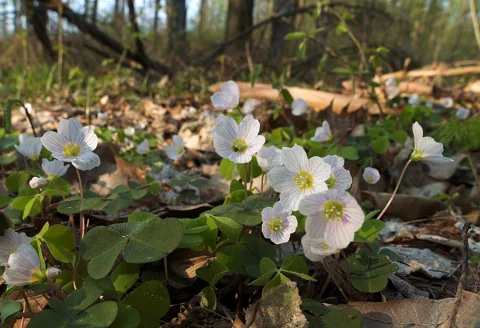 Oxalis acetosella in flower.