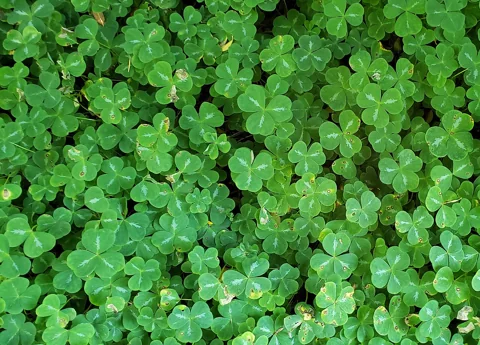 The growth habit of Oxalis oregana.