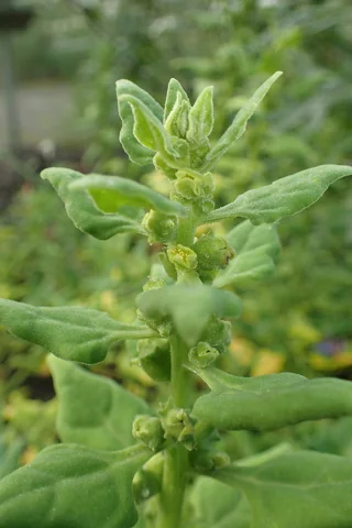Young shoots and leaves of Tetragonia tetragonoides.