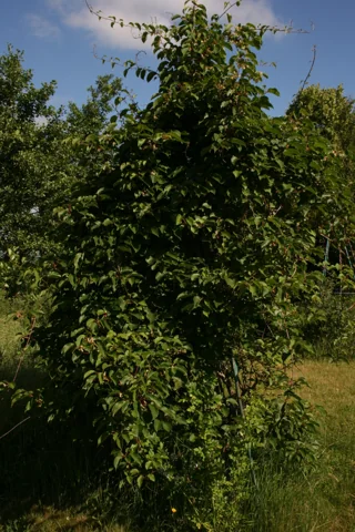 Actinidia arguta 'Ananaskaya' showing its leafy climbing growth.