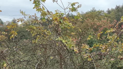 The growth habit of Actinidia chinensis.