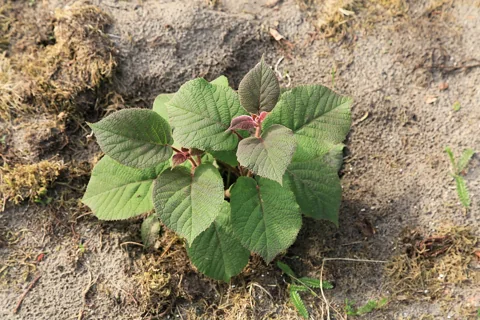 A young Actinidia deliciosa plant growing in a garden.
