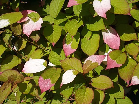 Leaves of Actinidia kolomikta.