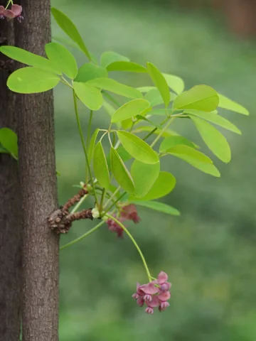 Male flowers and leaves of Akebia quinata.