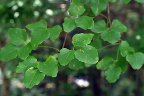 Leaves of Akebia trifoliata.