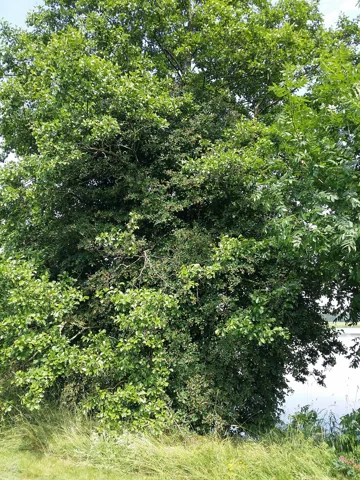 A leafy Amelanchier spicata growing beside a pond.