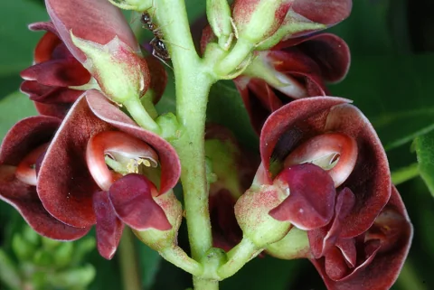 Flowers of Apios americana.