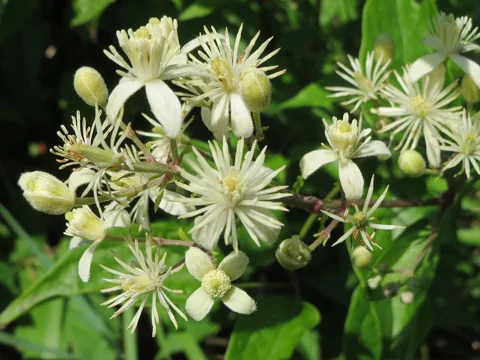 Flowers of Clematis vitalba.