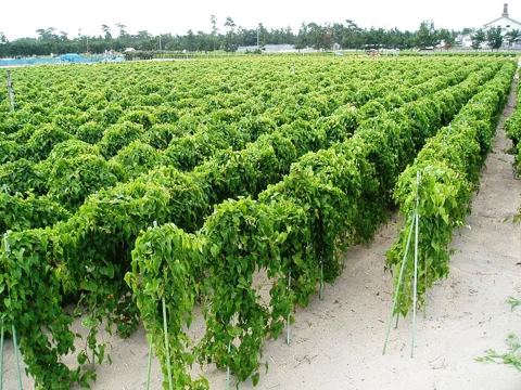 Rows of Dioscorea polystachya (Chinese yam) in cultivation.