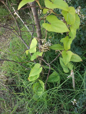 The growth habit of Dioscorea japonica.