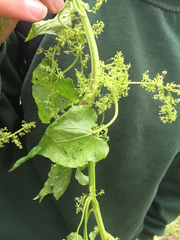 Hablitzia tamnoides in flower.