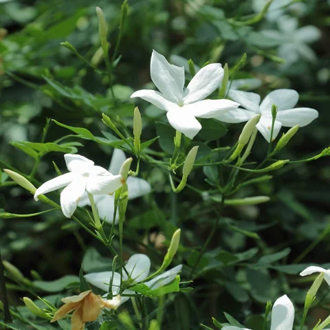 Flowers of Jasminum officinale.