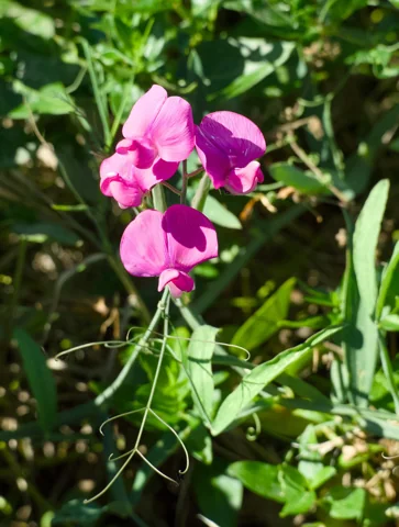 Lathyrus latifolius in flower.