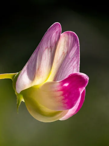 A close view of a Lathyrus odoratus flower.