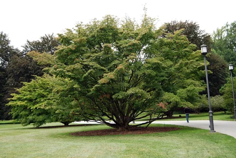 A Cornus kousa tree.