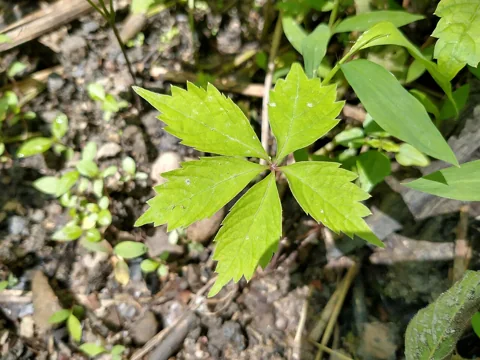Leaves of Parthenocissus quinquefolia.