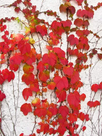 Autumn foliage of Parthenocissus tricuspidata.