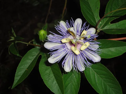 A close view of a Passiflora incarnata flower.