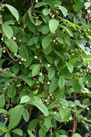 Schisandra chinensis in flower.