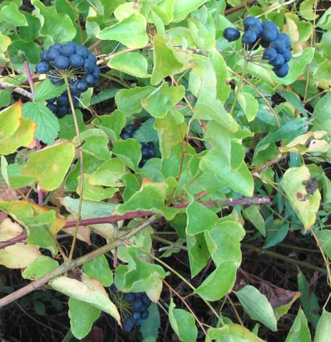 A fruiting Smilax herbacea plant.