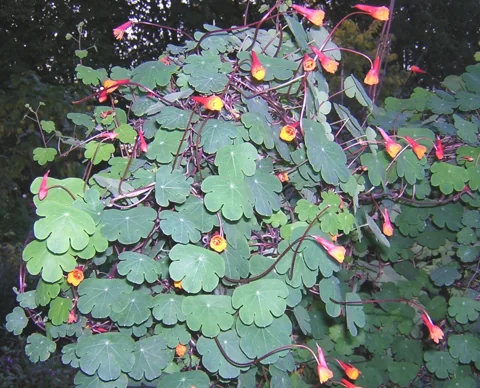 Tropaeolum tuberosum in flower.