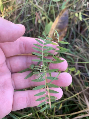 Leaves of Vicia cracca.