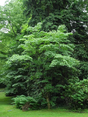 A Cornus kousa subsp. chinensis tree.