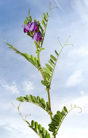 Vicia sativa in flower.